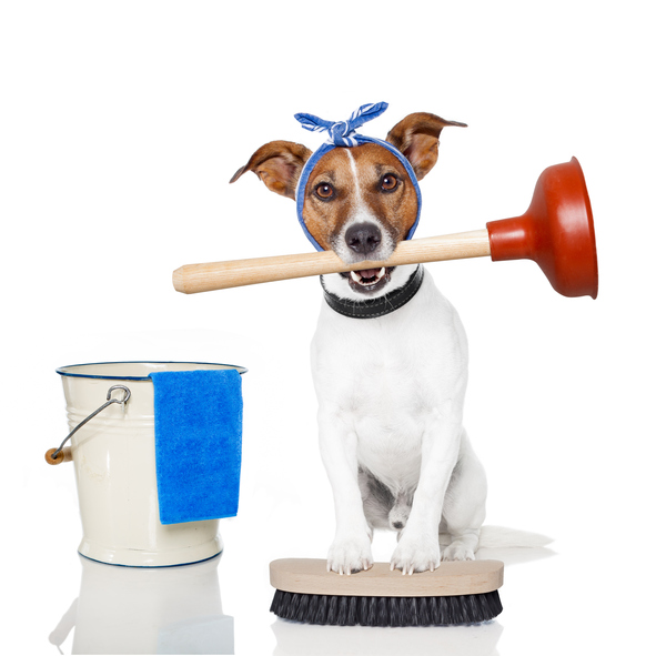 cleaning dog with bucket and brush