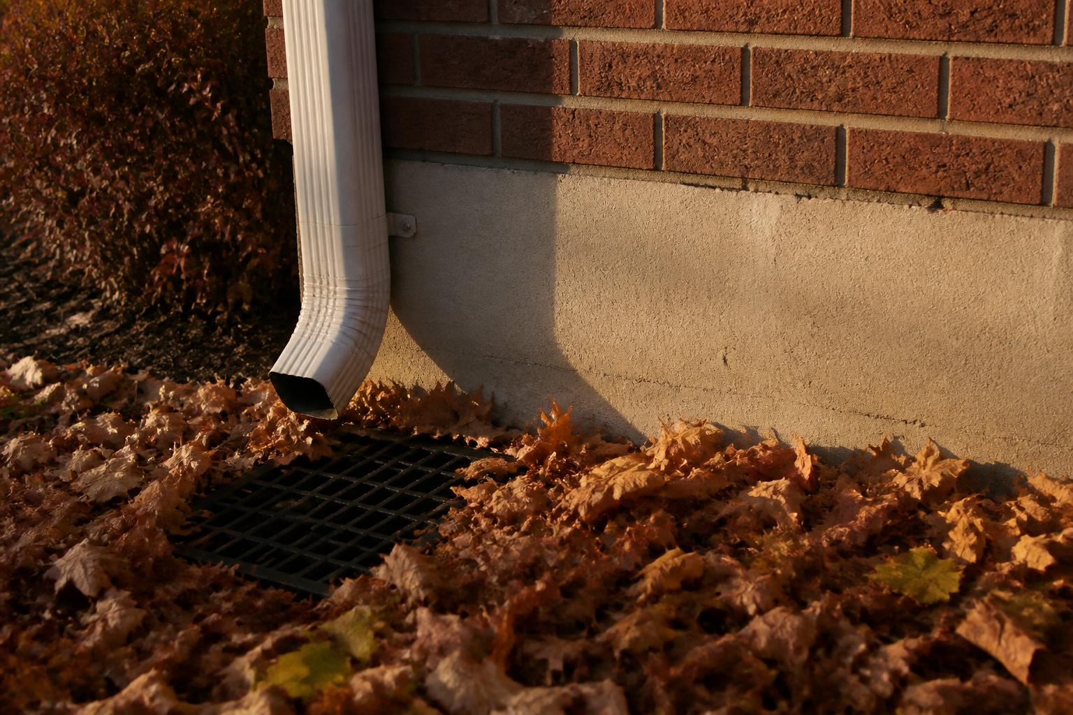 Fall leaves covering an exterior yard drain grate near a downspout and house foundation